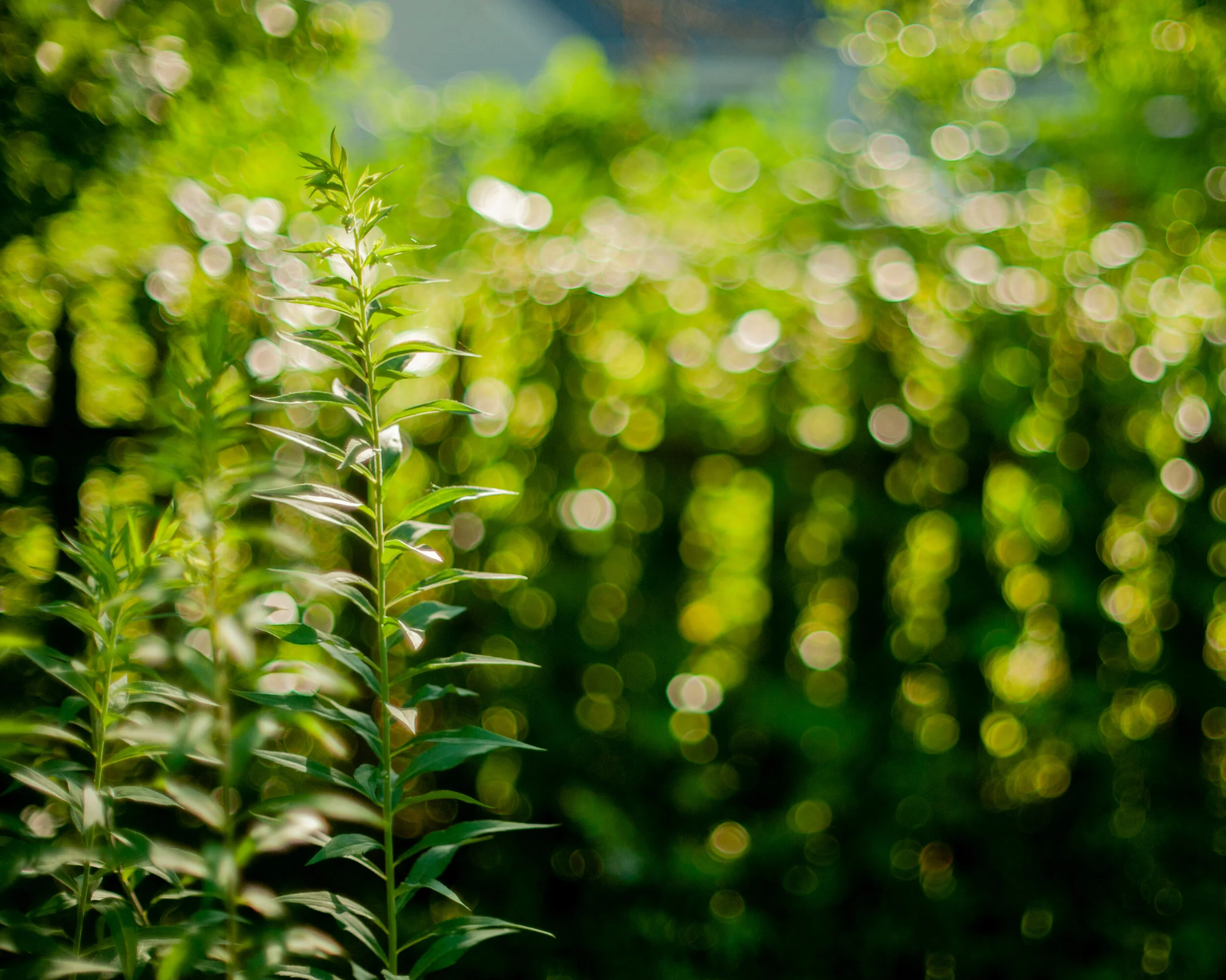 Gallery 3 — Lucas Farms Neighborhood Association