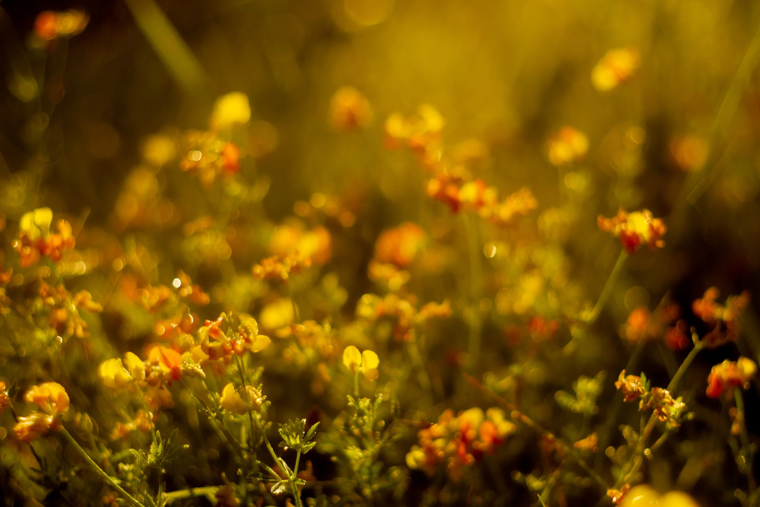 Gallery 3 — Lucas Farms Neighborhood Association