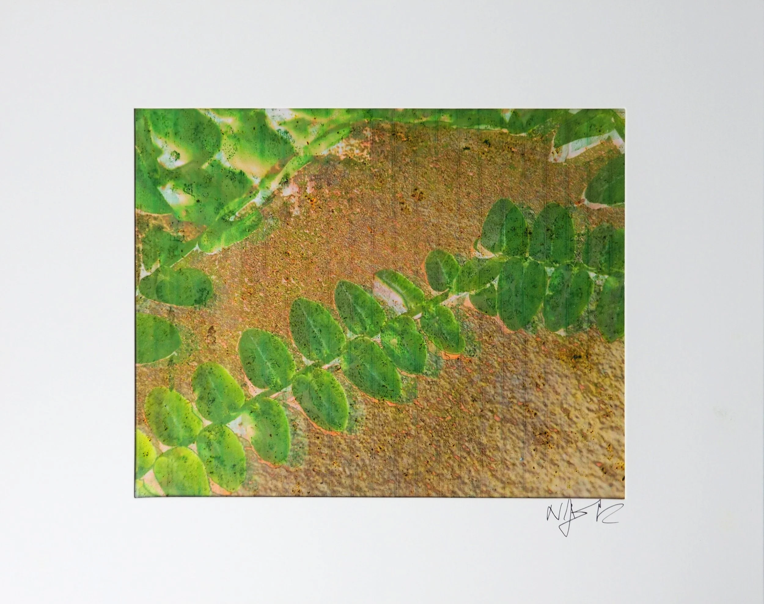 Spleenwort