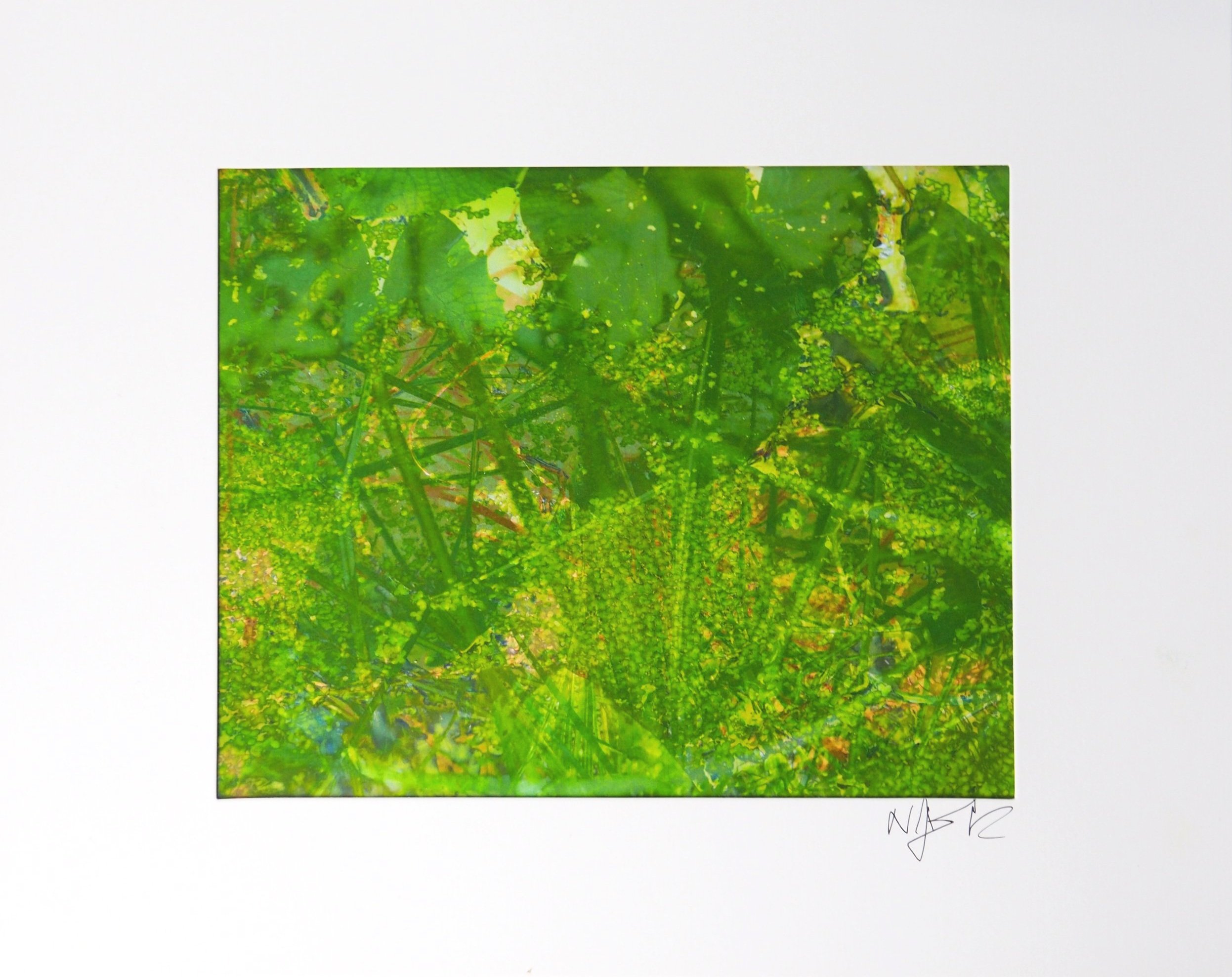 Waterhyacinth