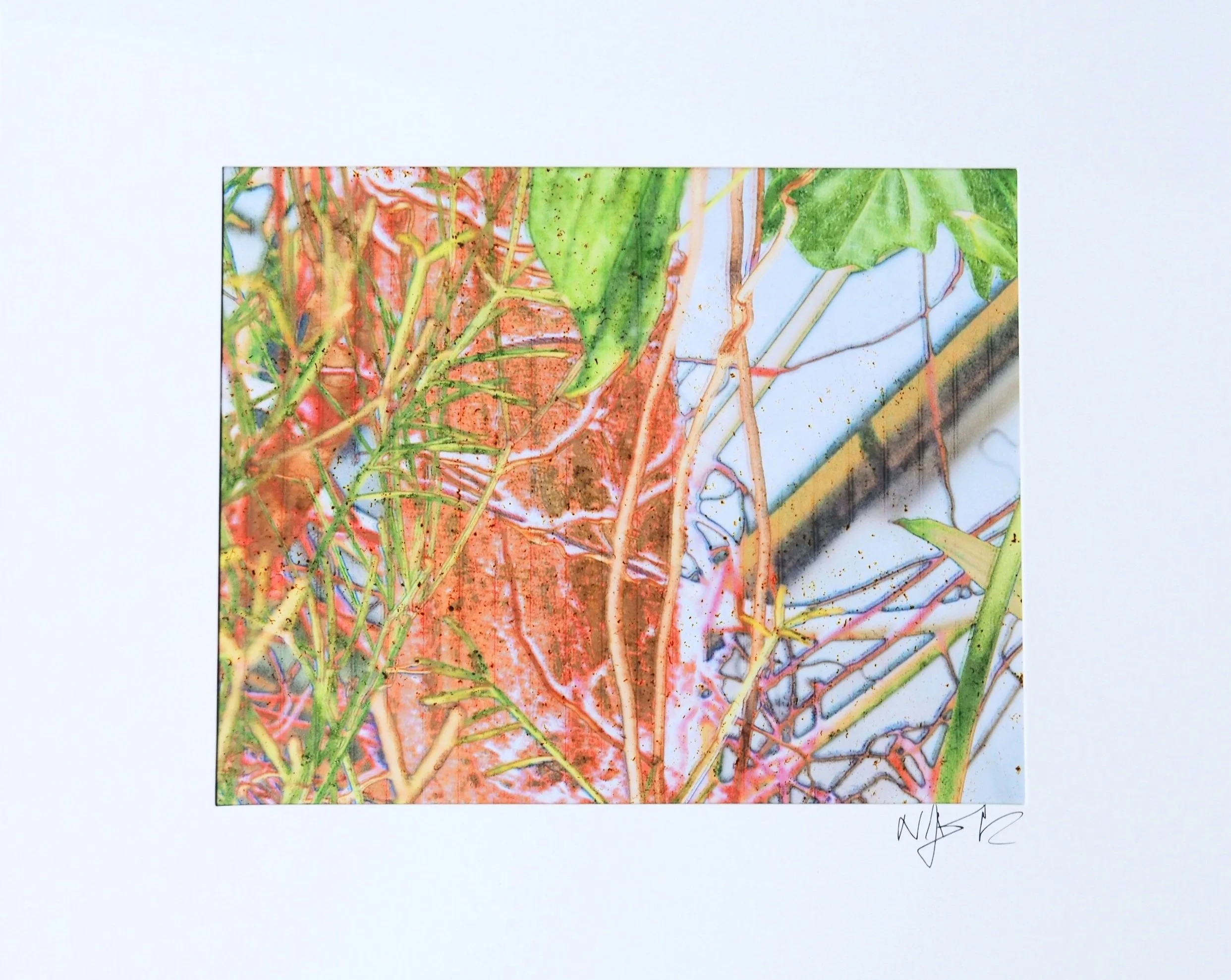 Spanish Moss