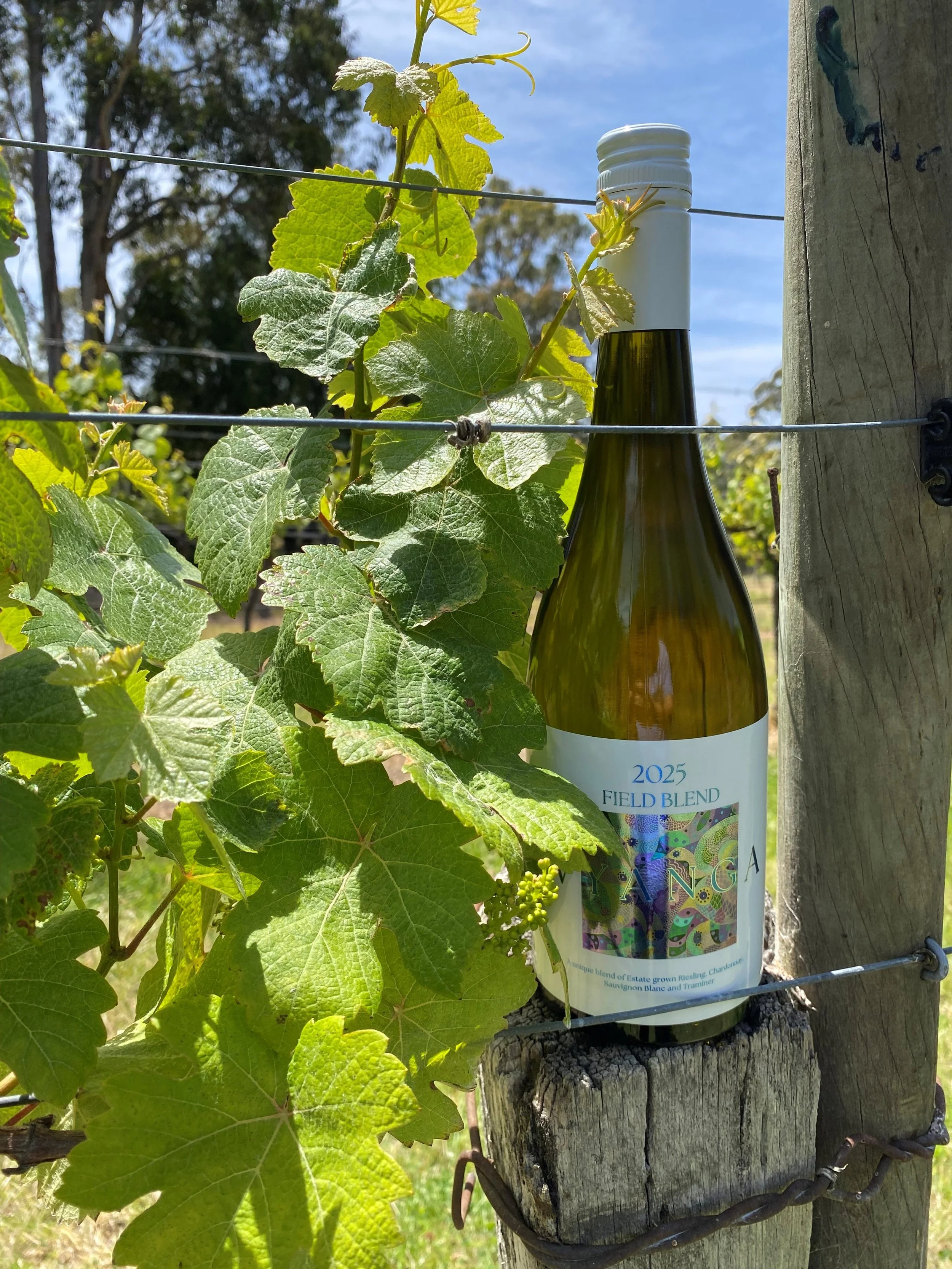 2025 Wyanga Field Blend