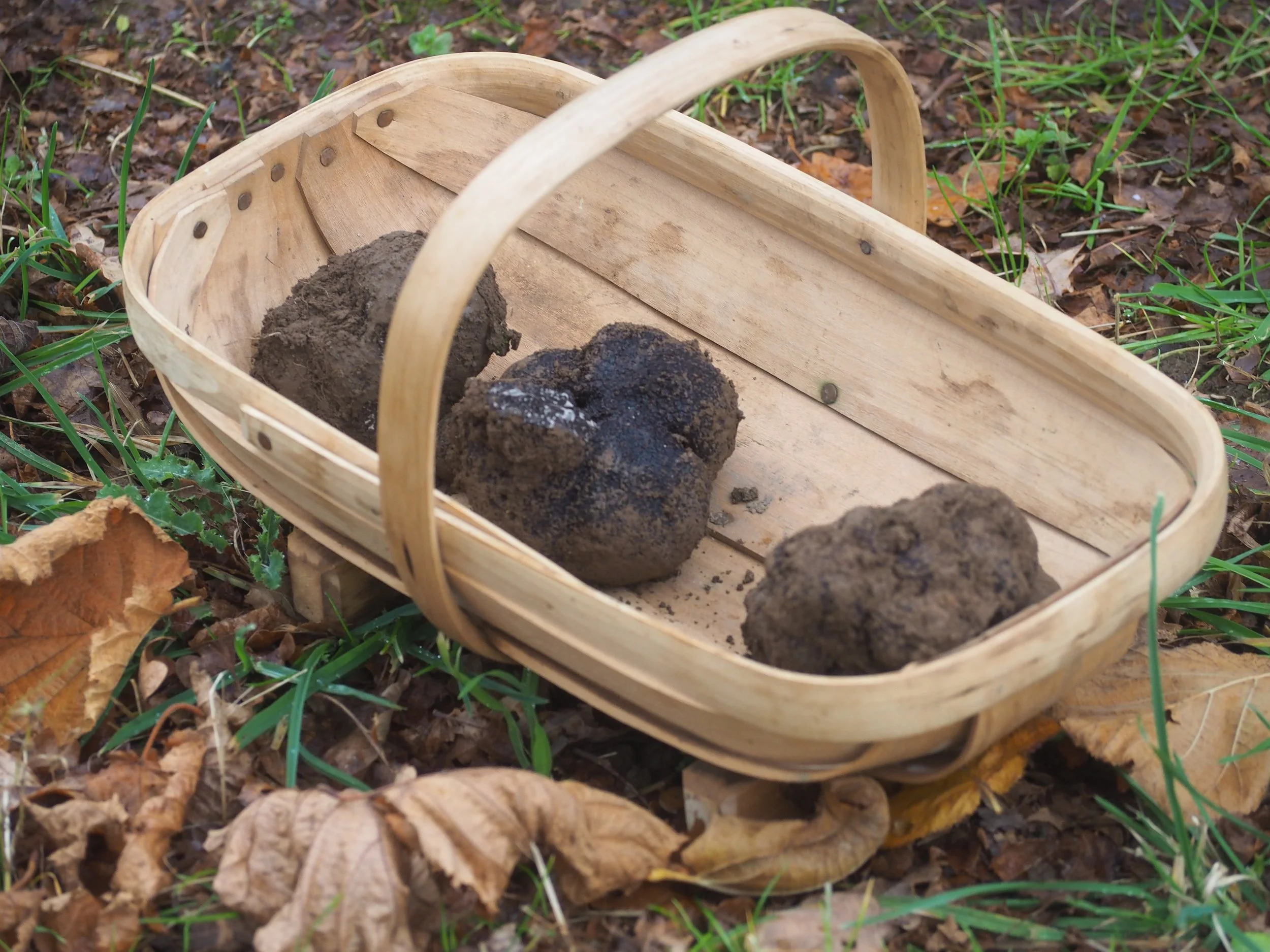 RHT trug and truffles .JPG
