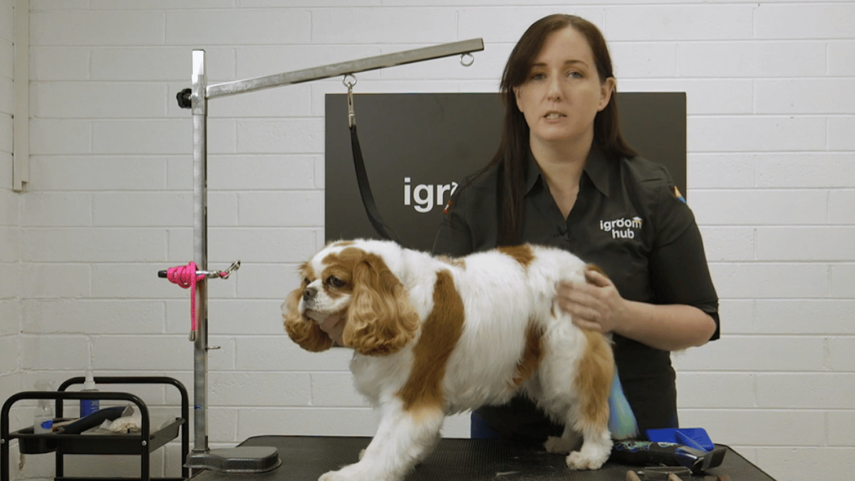Michelle and Daisy do an easy senior trim with no frills, including carding out undercoat and a little bit of hand stripping (5 videos)