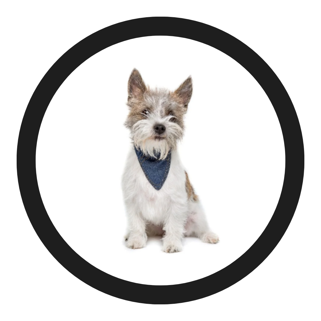 All Straight / Drop Mixed Breed Coats
