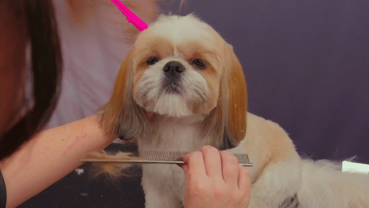 Cheeky Alfie has come a long way! Michelle shares the handling techniques she uses to work with this opinionated little Shih Tzu through his body, face and finishing. (3 videos)