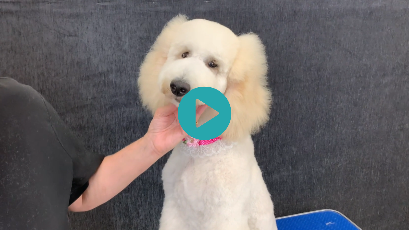 Settling a puppy into some Asian Fusion lines and a head study with Sue and her beautiful Asia (3 videos)