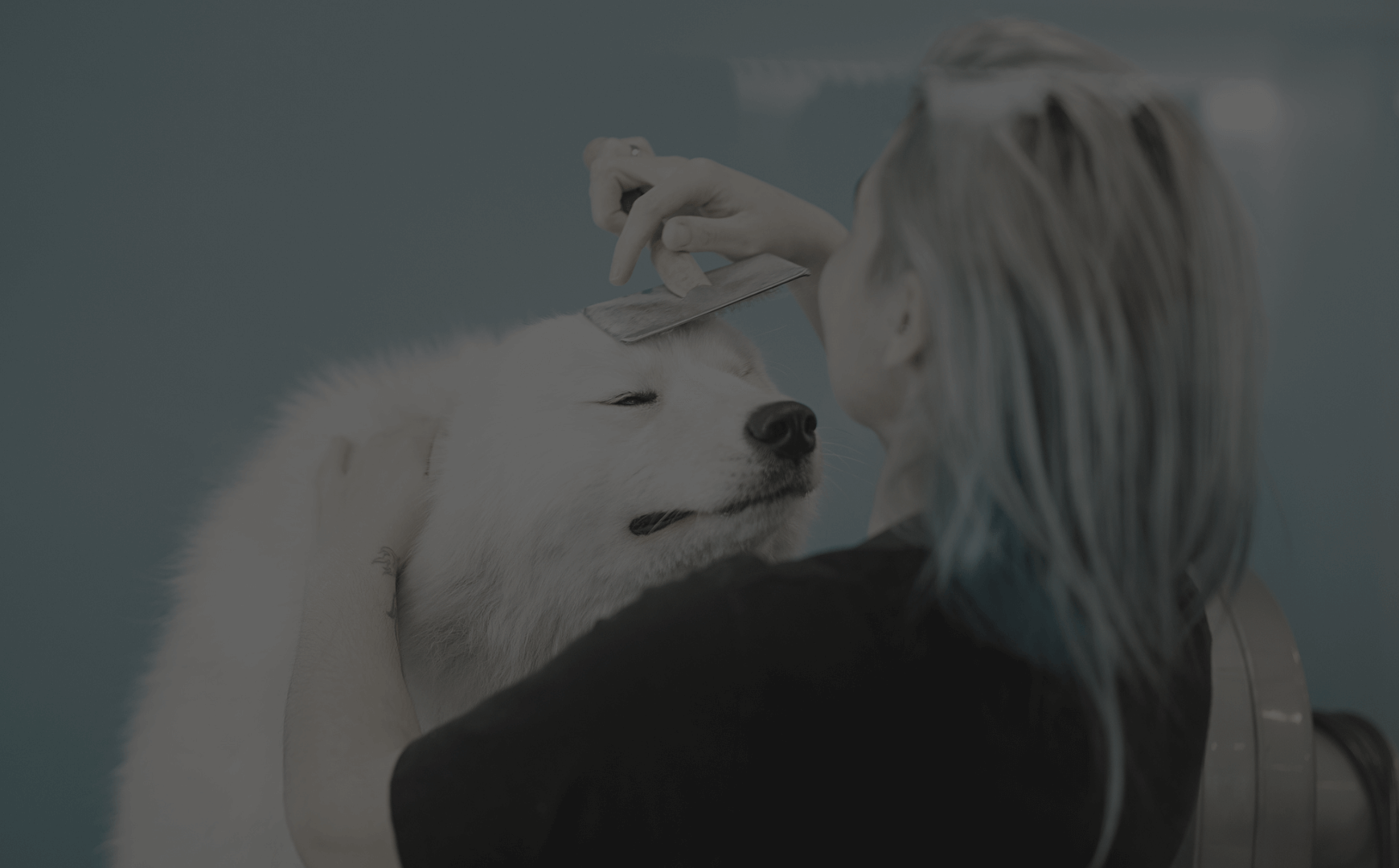 Dog Grooming Education For Students Tutorials Safety Skills dog-grooming-education-for-students-tutorials-safety-skills