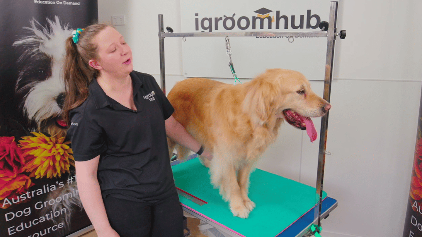 Winnie has the fuzzies! Colleen tackles spay coat with the Refuresh tool, carding and stripping before finishing with neat Golden Retriever feet. (4 videos)