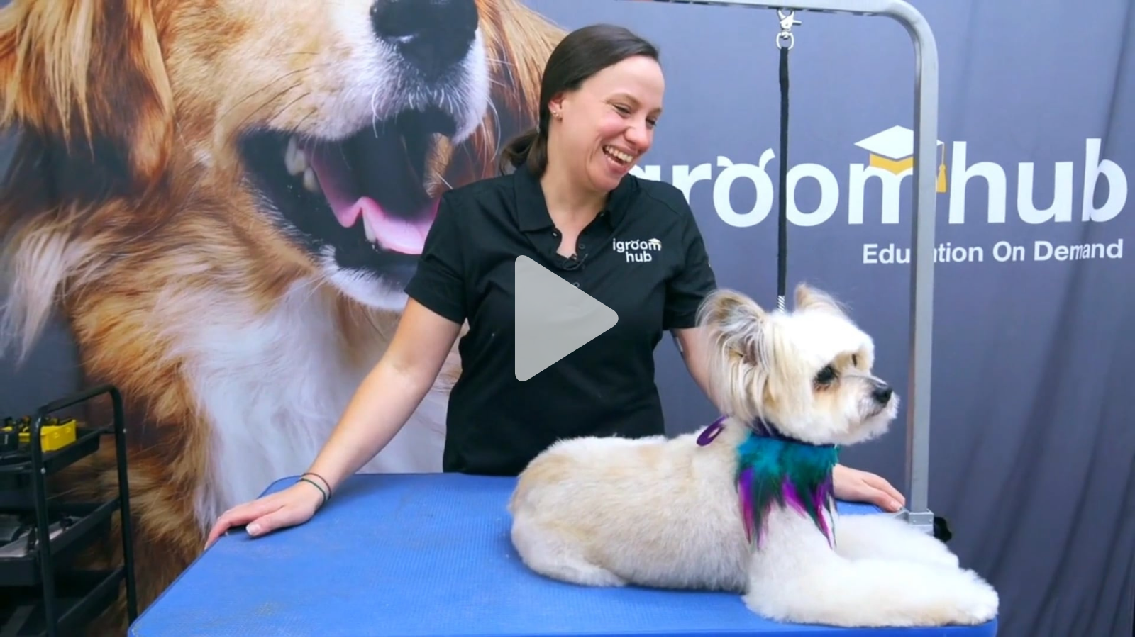 Pom X Poodle with Nick and Coco. A difficult coat, gorgeous outcome (4 videos)
