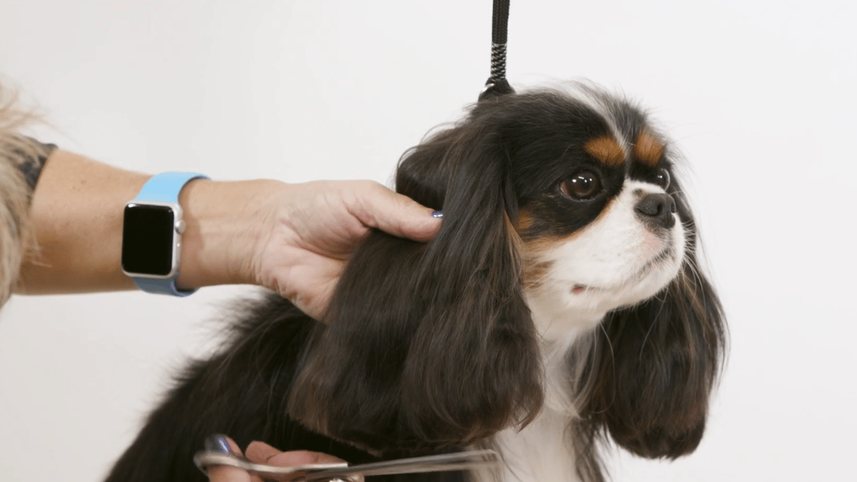 Tiny Bella gets a beautifully natural Cavalier tidy with Nicky, covering those gorgeous long ears, feet and skirt. (2 videos)