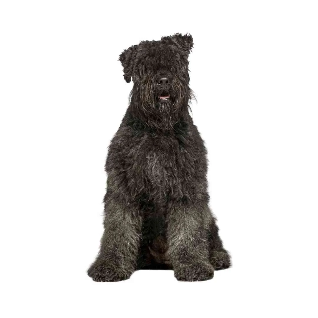 Bouvier des Flanders sitting up on a white background