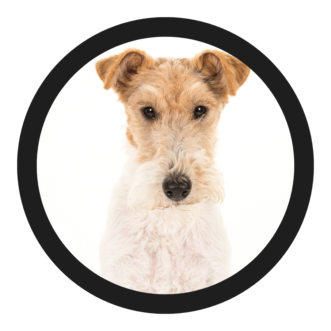 All Pet Style Terriers
