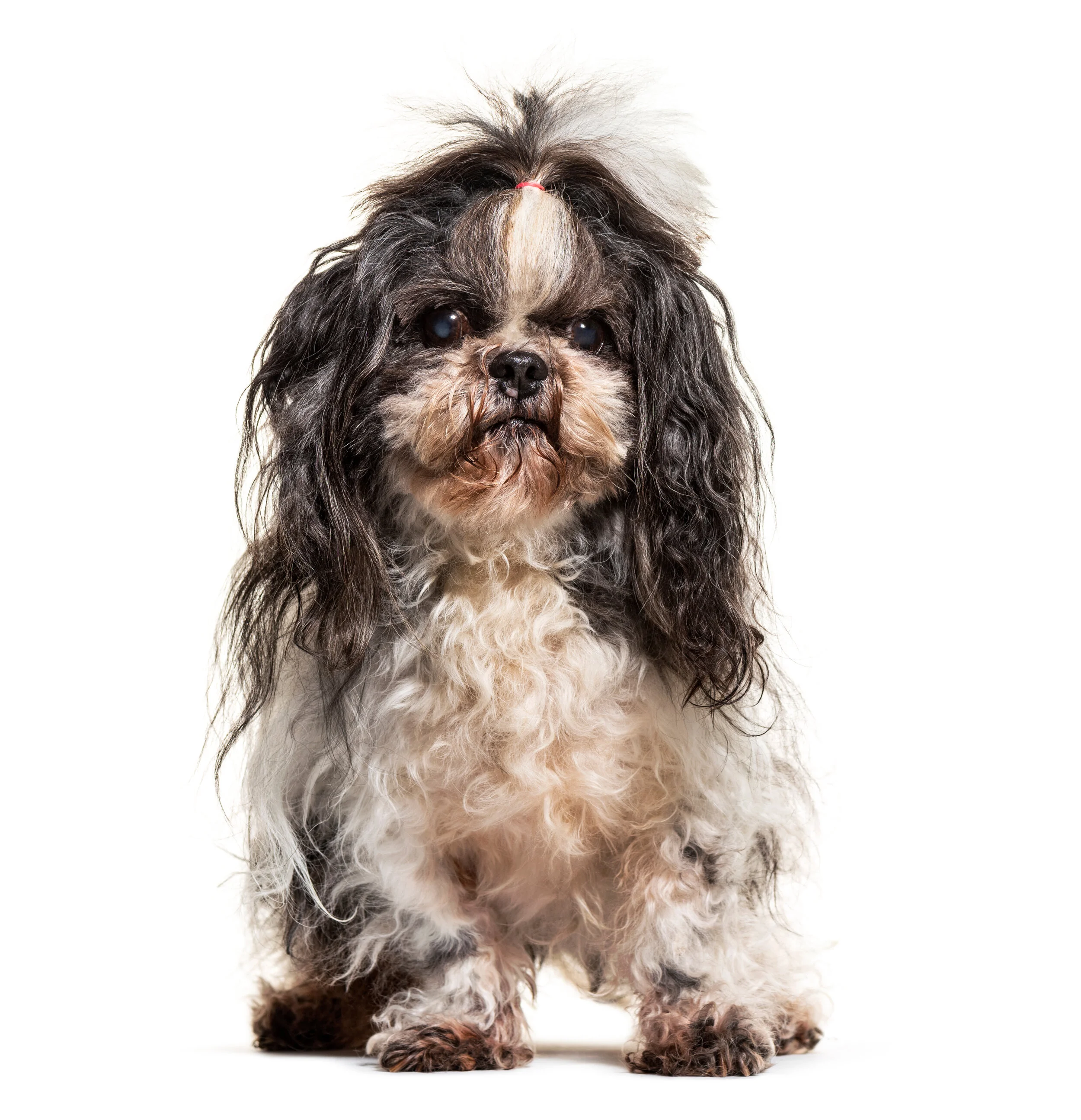 dirty matted dog 2.jpg