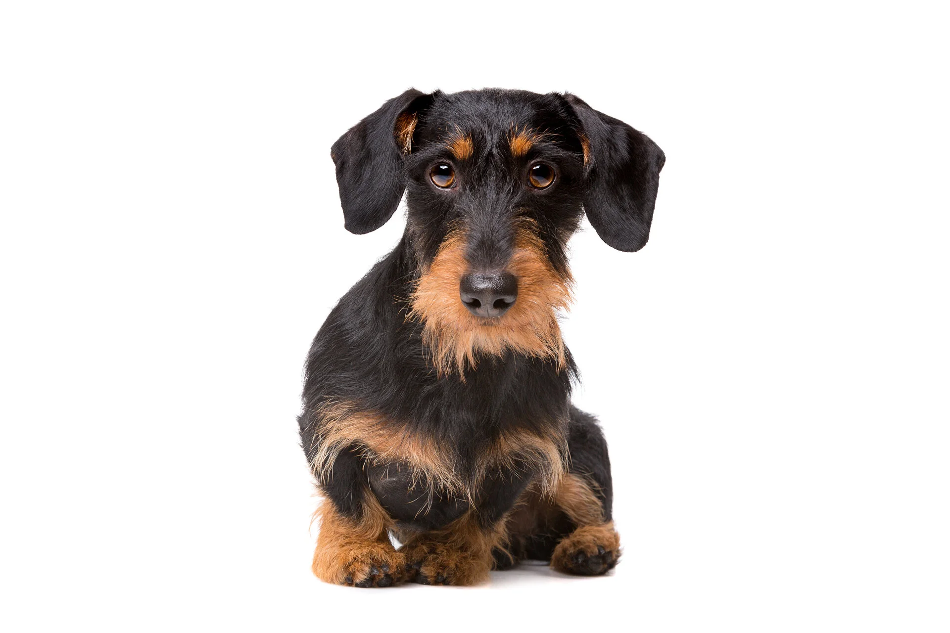 A black and tan dachshund puppy sitting against a plain white background.