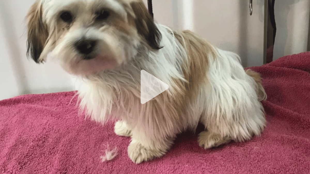 Follow Nicky through this little Maltese Cross’s first full clip, from choosing a longer body length and tidying the legs through to shaping the head and face (1 video)
