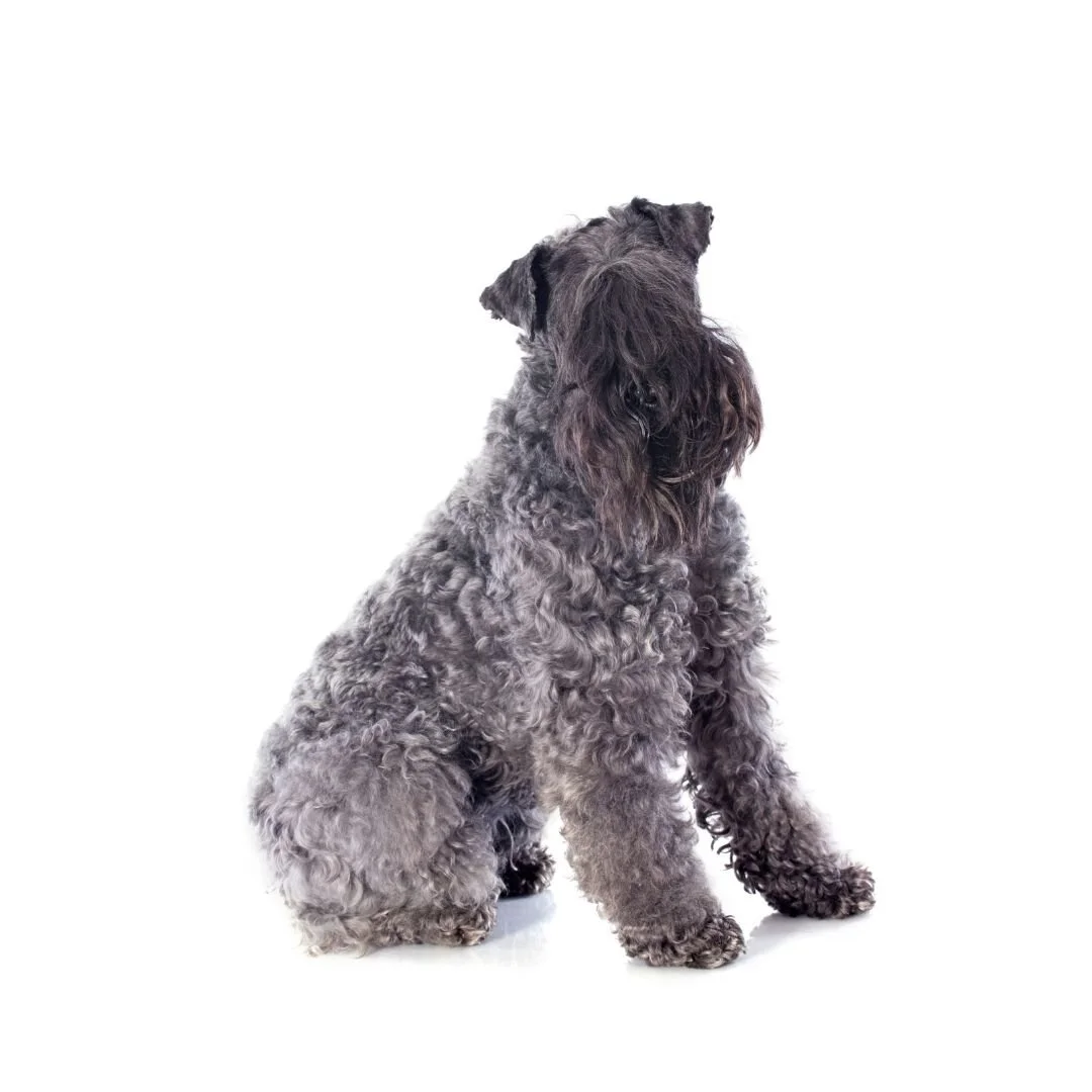 Kerry Blue Terrier