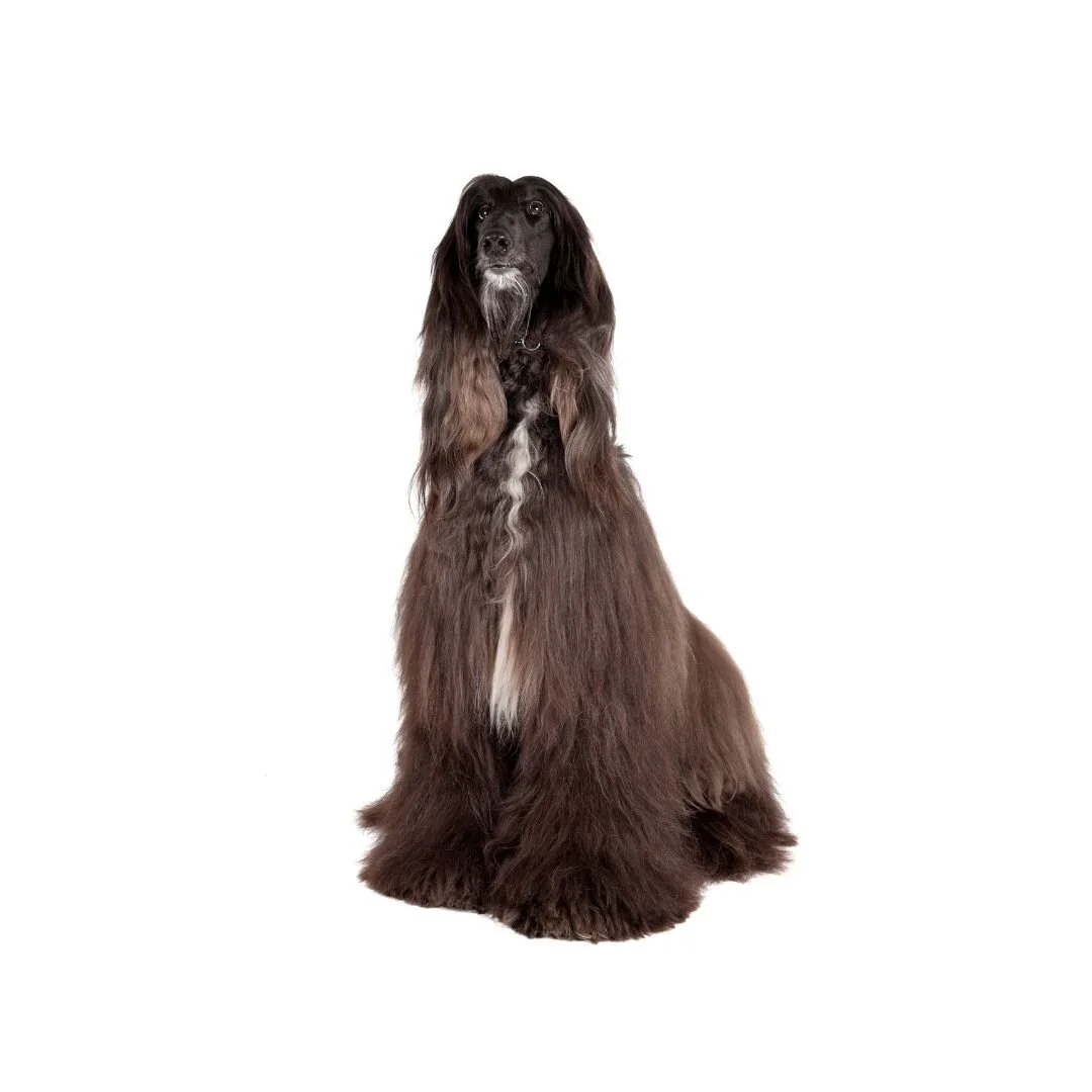 Afghan Hound