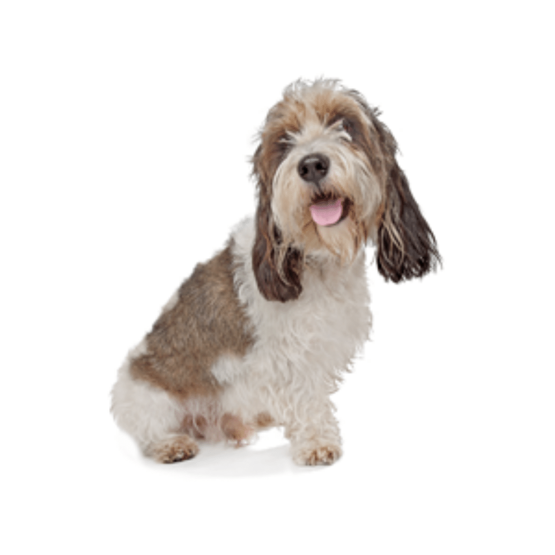 Petite Basset Griffon Vendeen