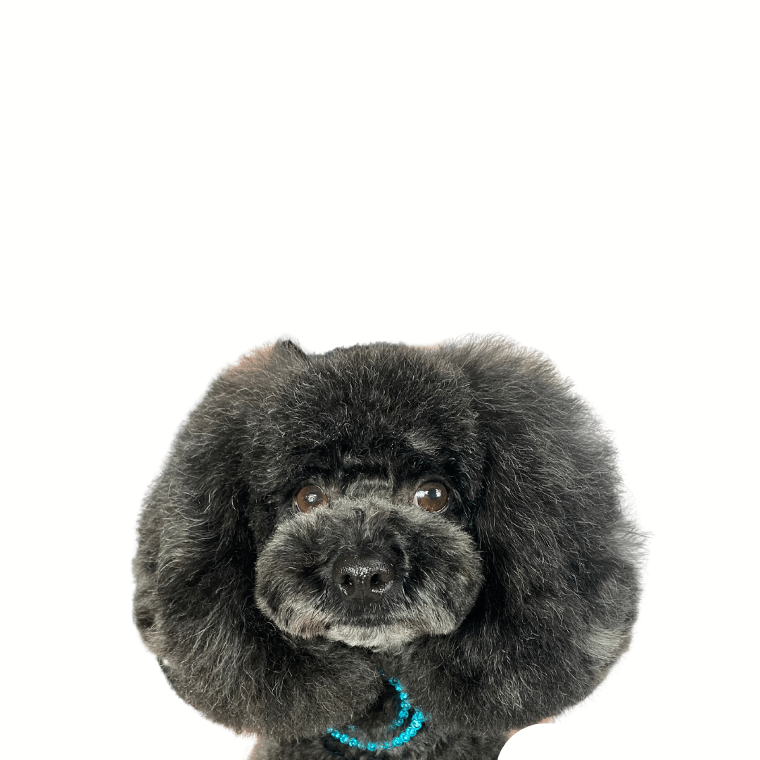 Asian Style Peanut Head