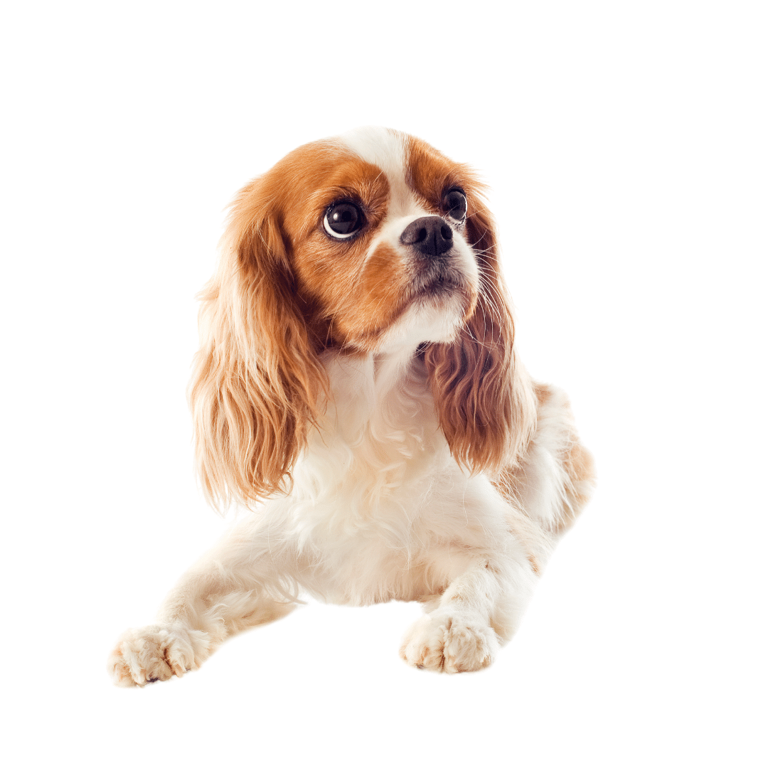 KCC with Michelle Weber