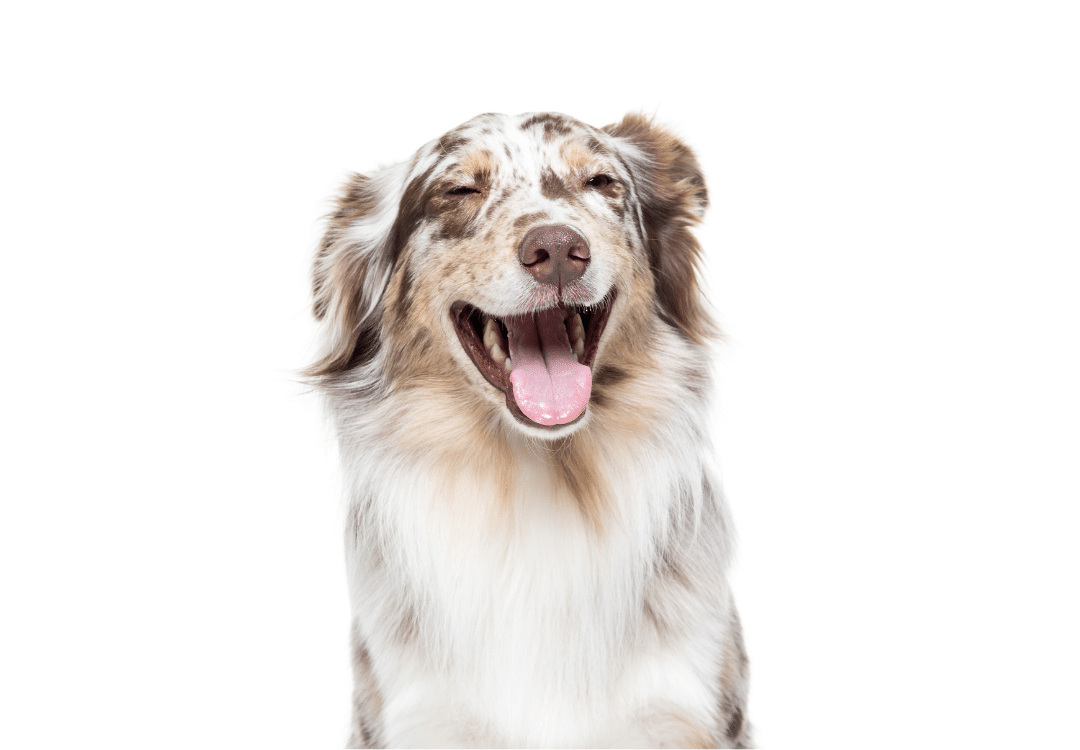 Aussie Shepherd Groomout