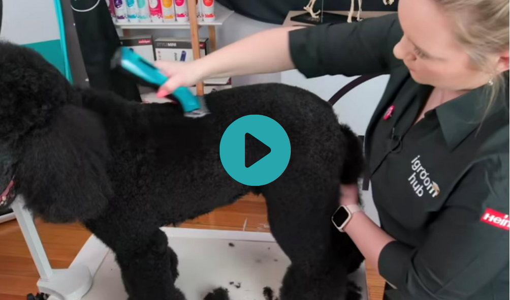 Electra - Standard Poodle