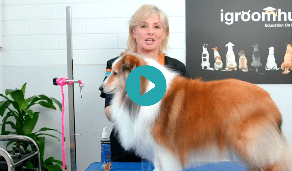 Bart - Shetland Sheepdog