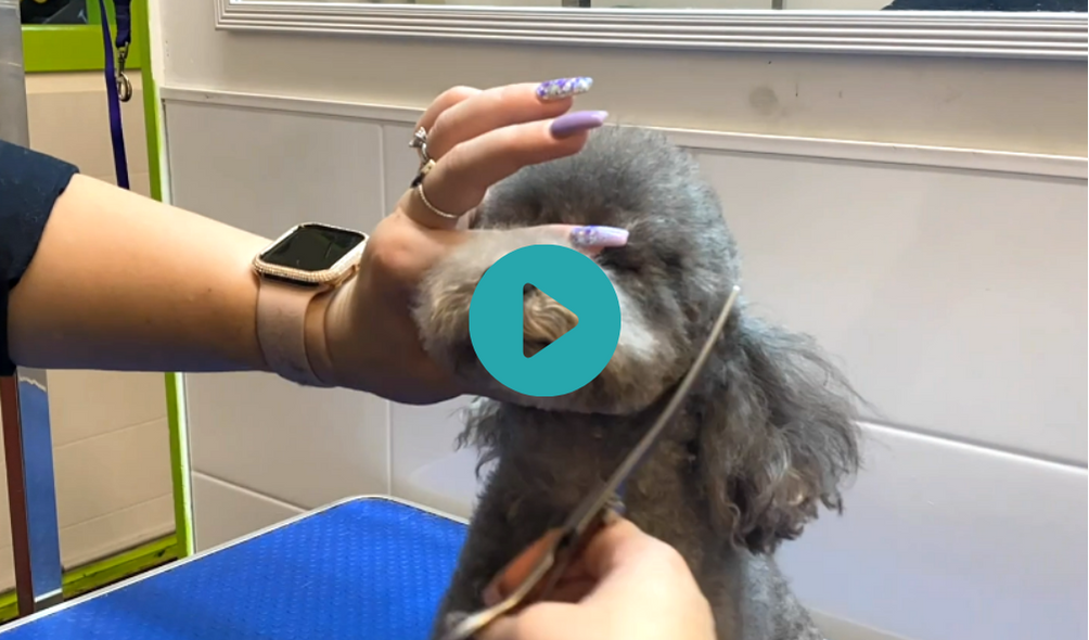 Pepper - Wriggly Toy Poodle