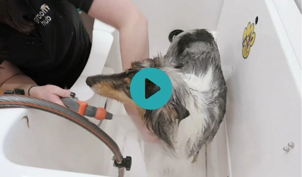 Amara - Rough Collie