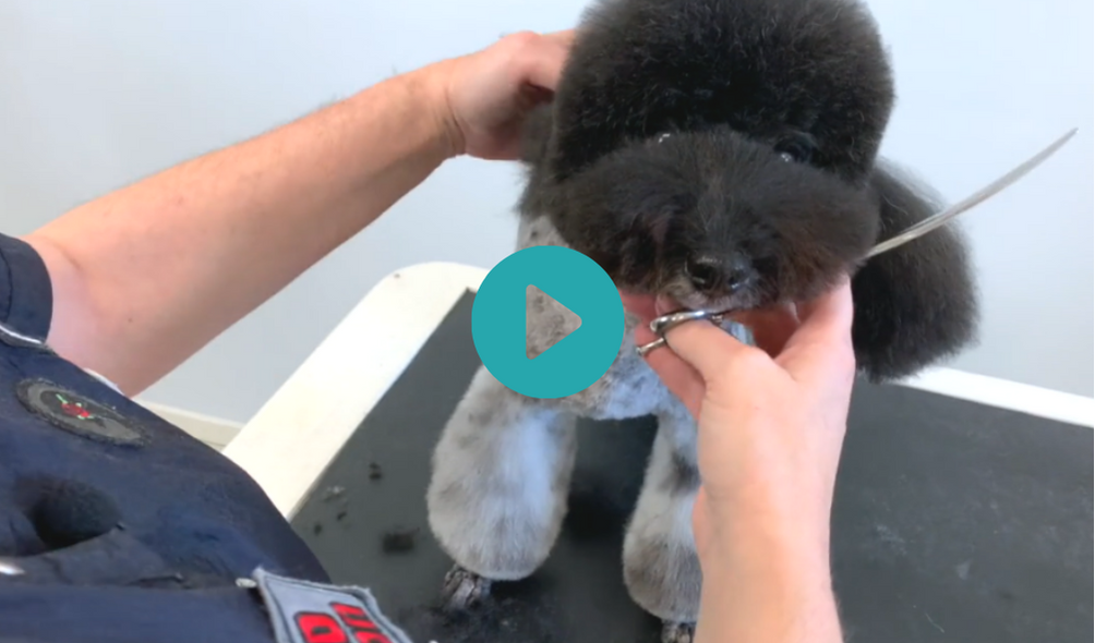 Bronson, by Sue Wright