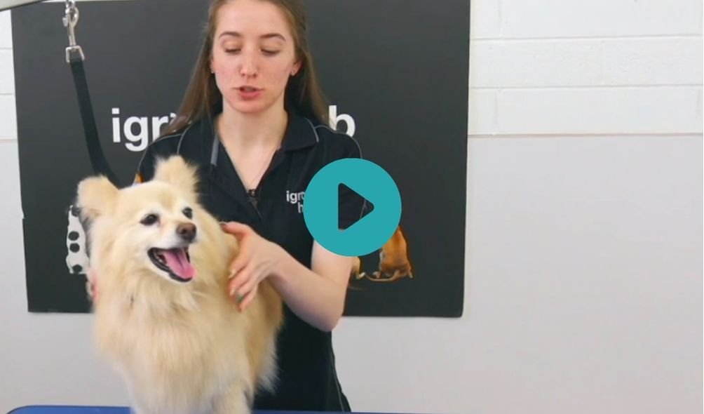 Butters - Tidy on Tripod Pom ♥