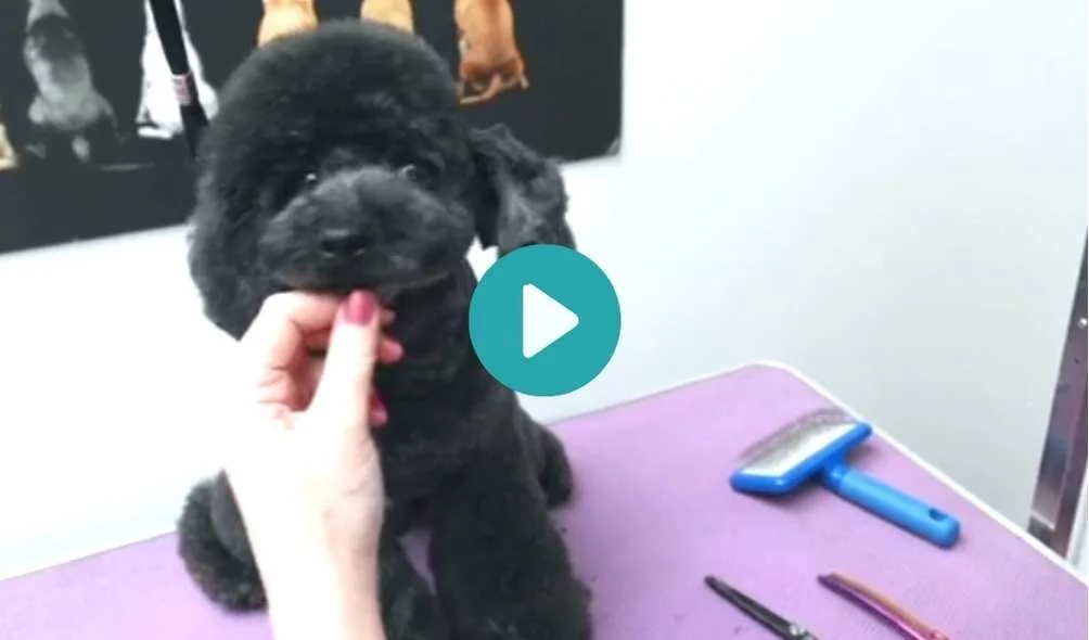 Asymmetrical Head Style