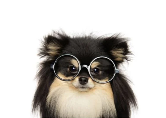 The Ultimate Dog Groomers Glossary