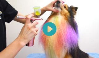 Rainbow Mane on a Sheltie