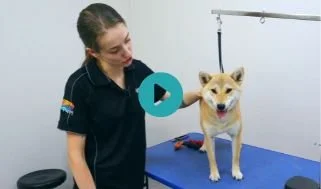 Yuki - Shiba Inu