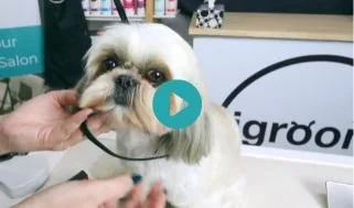 Harper - Shih Tzu