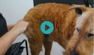 Irish Terrier Handstripping Masterclass Pt 1