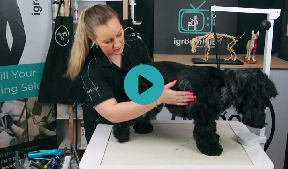 Cocker Spaniel Pet Trim