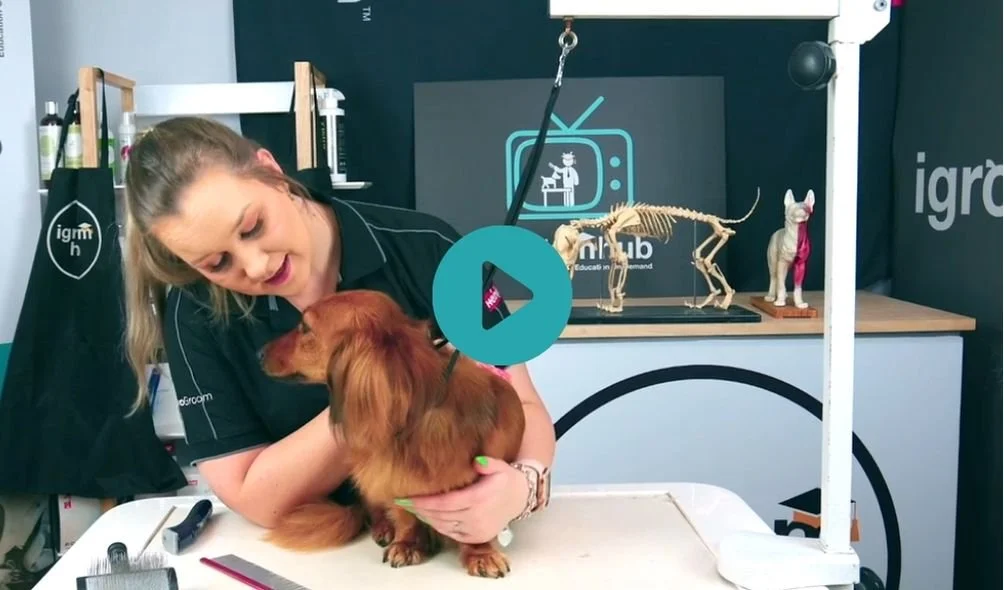 LH Dachshund + Handling