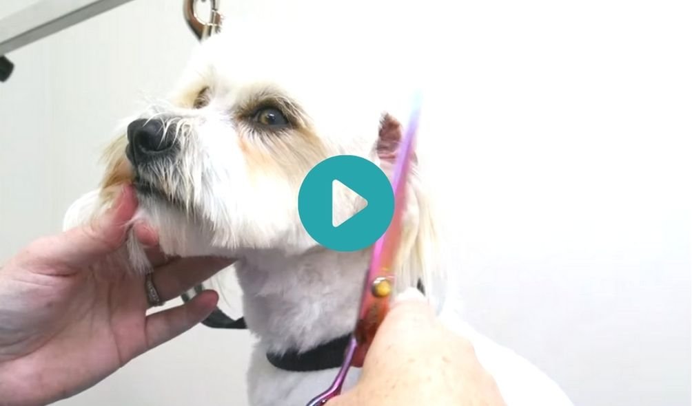 Maltese x Shih Tzu Quick Salon Trim