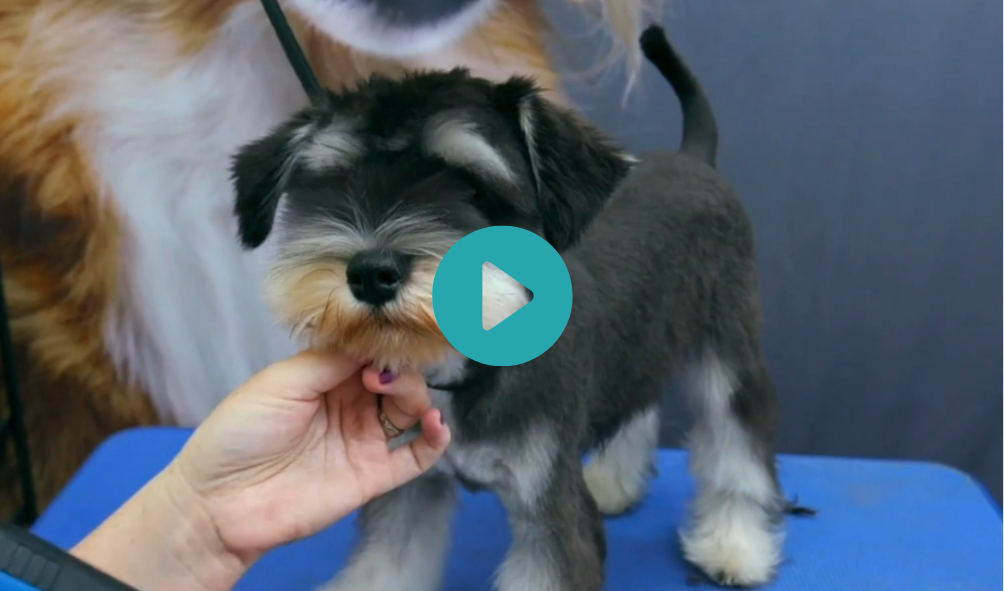 Pintxo - Asian Styling Schnauzer Puppy
