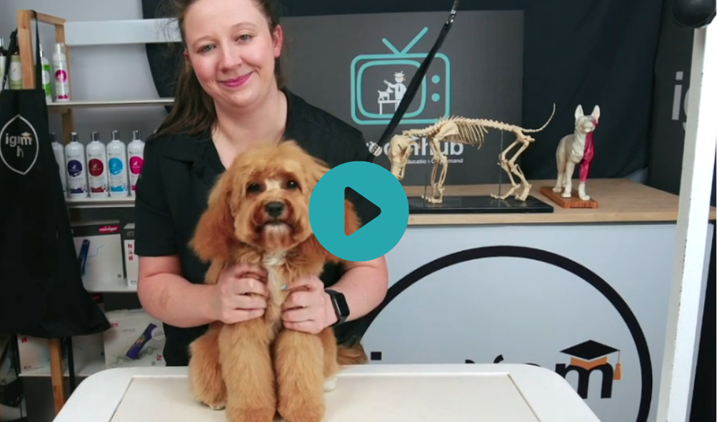 Ruby - 6 weeks on - Puppy follow up