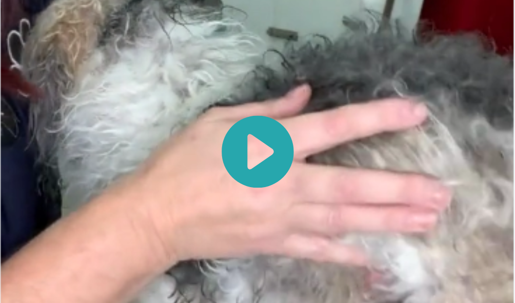 Wet Clipping the Matted Coat