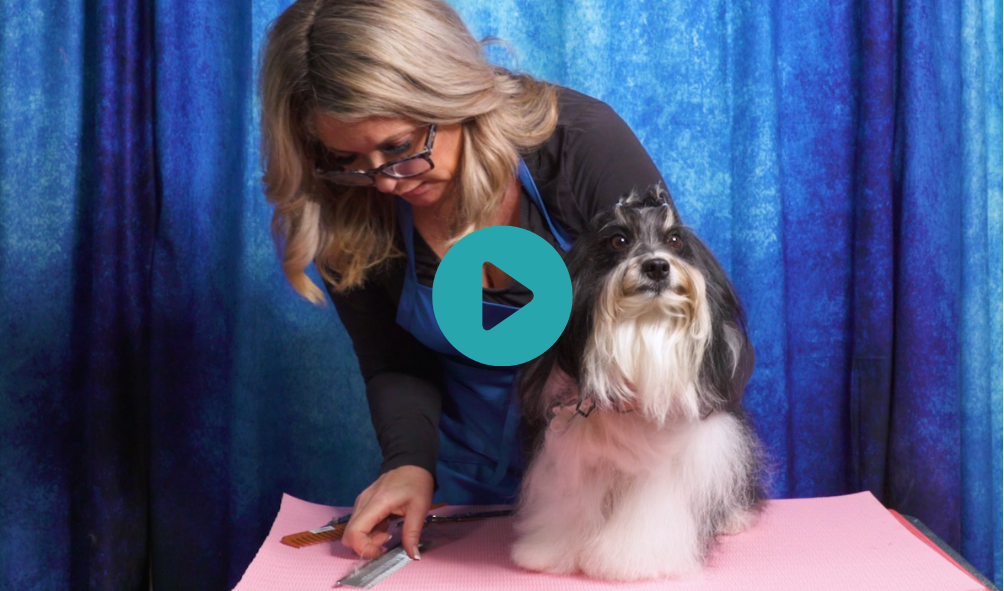 Rico the Havanese with Allison Foley