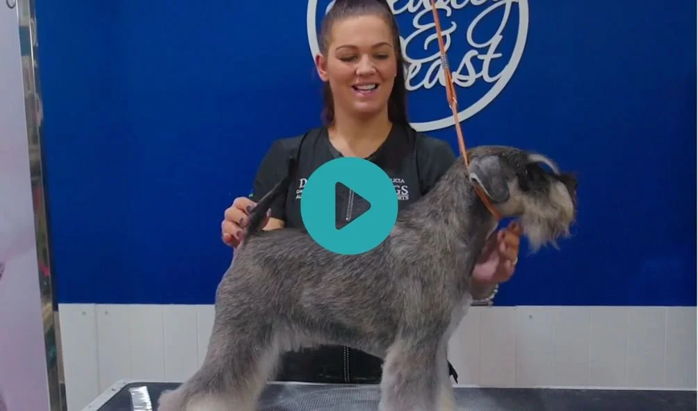 Show Strip Schnauzer with Alicia 