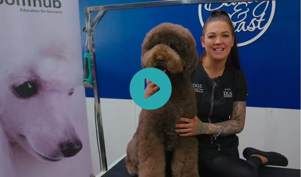 Teddy + Asian Styling hybrid Labradoodle with Alicia Fragiadakis