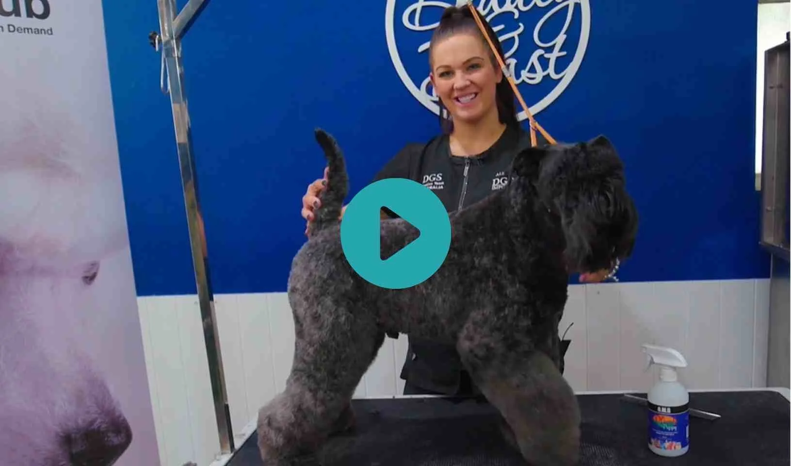 Kerry Blue Show Trim with Alicia and Frank