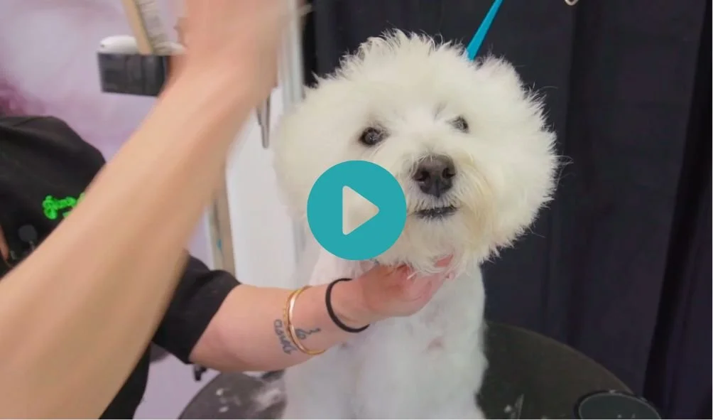 Hamish the Westie, with Chuckie Lund