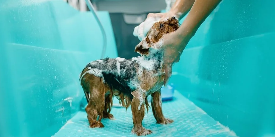 Professional Development